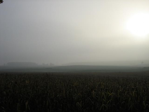 mgliste pole #jesień #mgła #pole #przyroda