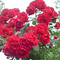 Różana kiść #Róże #kwiaty #ogród