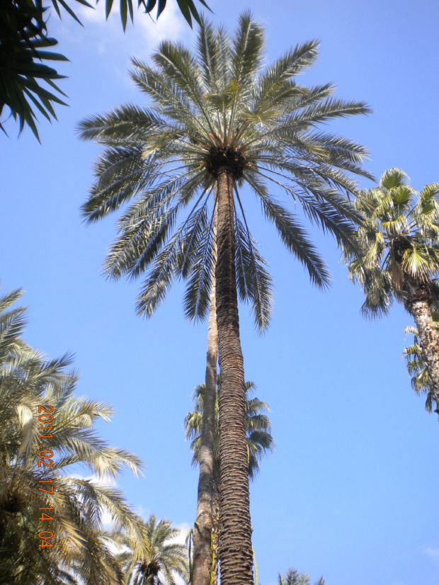 spacer po ogrodzie Laurenta w Marrakeszu