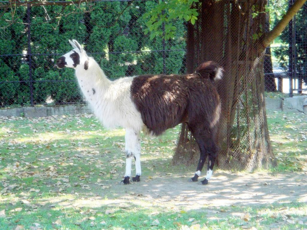 Lama