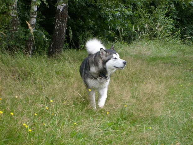 masza z howerli #masza #MaszaZHowerli #AlaskanMalamute