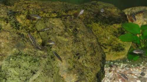 Młode julidochromis ornatus