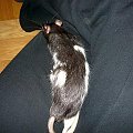 #szczury