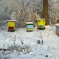 Pszczoły zimą #pszczoły