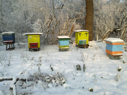 Pszczoły zimą #pszczoły
