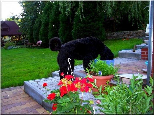 Bouvier des Flandres Bum Bum Vrctra chucho #BouvierDesFlandres