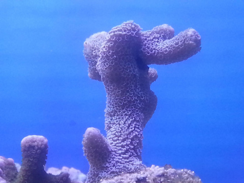 pierwsze 6 dni korali