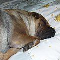 tak lubię sobie drzemać #SharPei