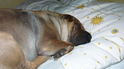 tak lubię sobie drzemać #SharPei