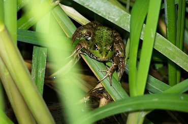 #zwierzę #płaz #zielony