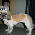 shih tzu Figa