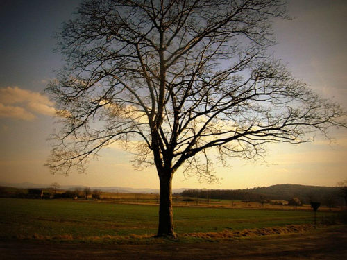 samotne drzewo