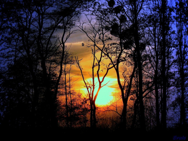 Zachód słońca 4.XII.2008 #ZachódSłońca #drzewa #grudzień