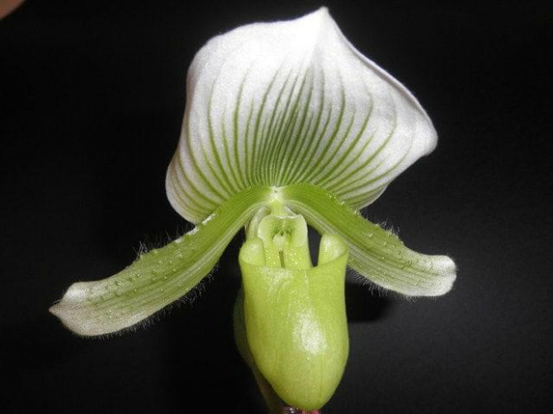 Paphiopedilum Clair de Lune