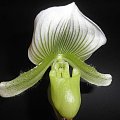 Paphiopedilum Clair de Lune