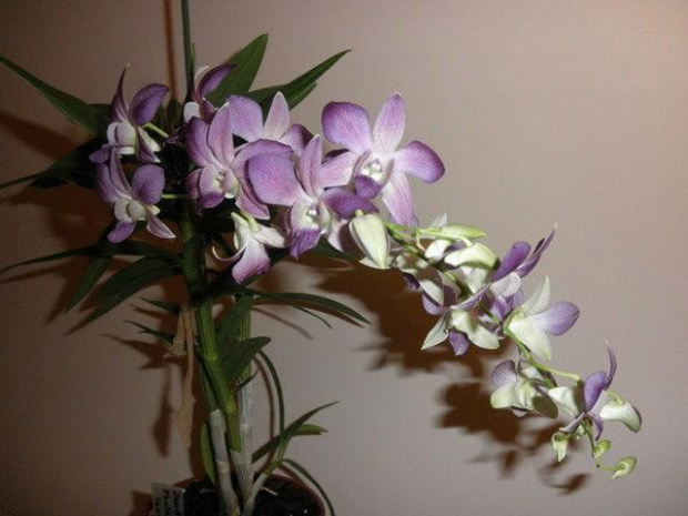 Dendrobium Phalenopsis