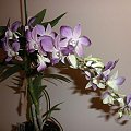 Dendrobium Phalenopsis