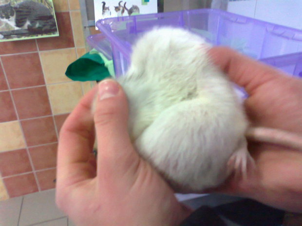 Samiczka ze sklepu zoologicznego