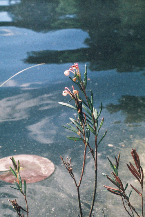 kwiatek nad jeziorem #przyroda