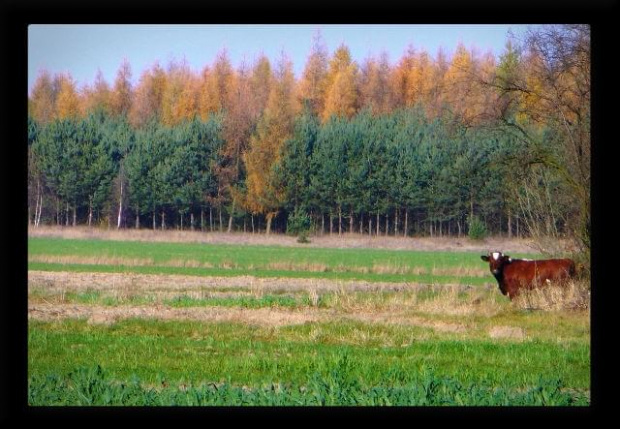#jesień #krowa #przyroda #wieś #las #krajobraz #natura