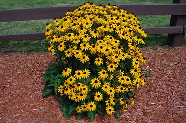 skromny bukiecik dla wszystkich przyjaciół z fotosika:)) #USA