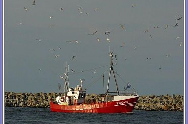 Powrót z łowiska, zawsze w licznym towarzystwie! #rybacy #powrót #mewy #kutry #GórkiZachodnie