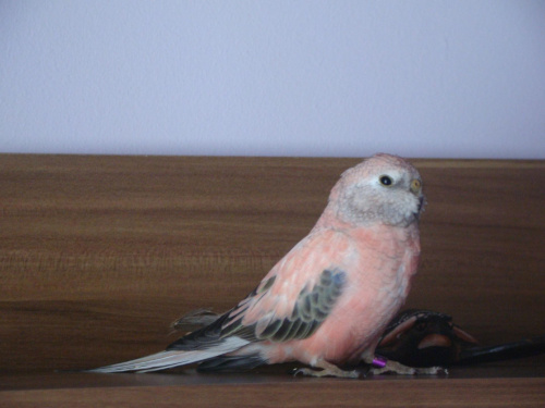 Burke's parrot - Łąkówka liliowa (różowa) - Lilianka papuga - samiczka