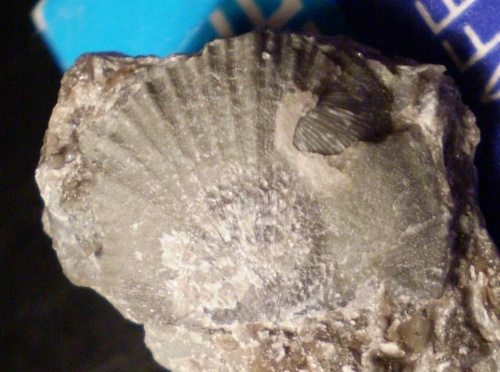 Ramienionóg zawiasowy z nadrodziny Strophomenacea . Długość okazu - 1,6 cm . Wiek : górny sylur ( ludlow ) – dewon . Data znalezienia : 2003 . okaz pochodzi z tej samej skały co I / 9a , I / 9b ( patrz - trylobity ) i III / 17 ( patrz - ramienion...