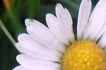 Zdjęcie konkursowe #przyroda #natura #rośliny #liść #kwiat