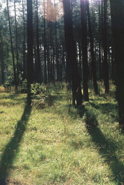las na mazurach #mazury #przyroda