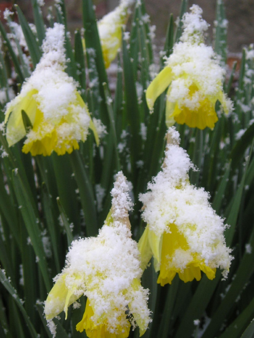 Żonkile wiosną w śniegowym płaszczyku #kwiaty