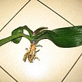 storczyk bida #phalaenopsis
