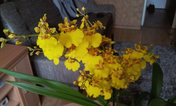 oncidium kwiat 2013