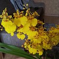 oncidium kwiat 2013