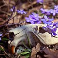 wiosenna kompozycja.. #flora #kwiaty #makro #natura #przylaszczka #PrzylaszczkaPospolita #przyroda #wiosna