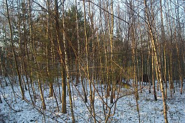 #DRZEWA #LAS #SŁOŃCE #ŚNIEG #ZABAWAŚWIATŁEM #ZIMA