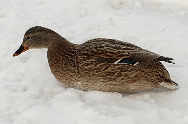 Nad Czarną Hańczą #kaczka #kaczki #kaczor #ptak #ptaki #zima #rzeka #Suwałki #CzarnaHańcza