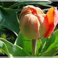 #kwiaty #ogród #tulipany #wiosna