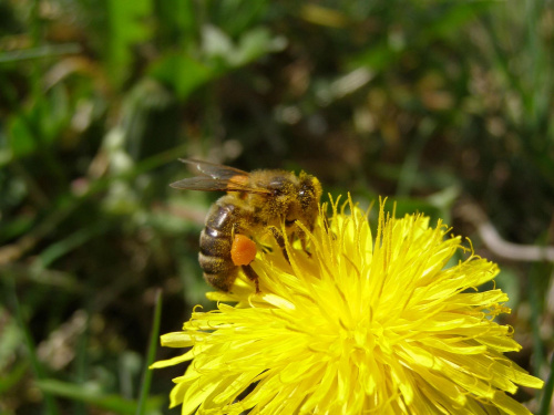 Następna pszczoła, która zbiera nektar. #mlecz #nektar #owad #pszczoła #pyłek