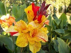 Canna "Cleopatra'