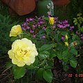 Mój ogród 2007 styczeń-lipiec #OgródKwiatyKrajobrazy