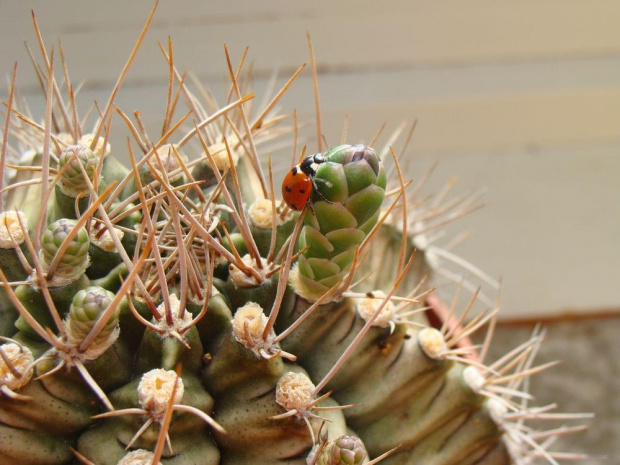 Gymnocalycium mihanovichii