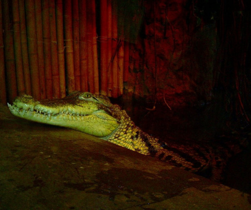ale jestem laskaaa :D #aligator #zoo