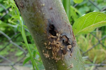 #krytoryjek #wierzba #larwa