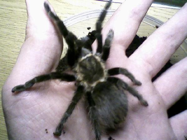 Brachypelma angustum. Moja ulubienica z hodowli.
L10 DC około 3,5cm.