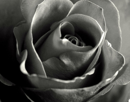 #róża #roza #rose