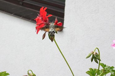 Ćma- Fruczak gołąbek kręcąca się wokół pelargonii. #ćma #motyl #fruczak