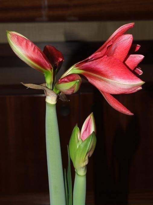 odmiana 'Double Dragon' - 24 stycznia 2009 #amarylis #DoubleDragon #Hippeastrum #hydroponika