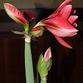 odmiana 'Double Dragon' - 24 stycznia 2009 #amarylis #DoubleDragon #Hippeastrum #hydroponika