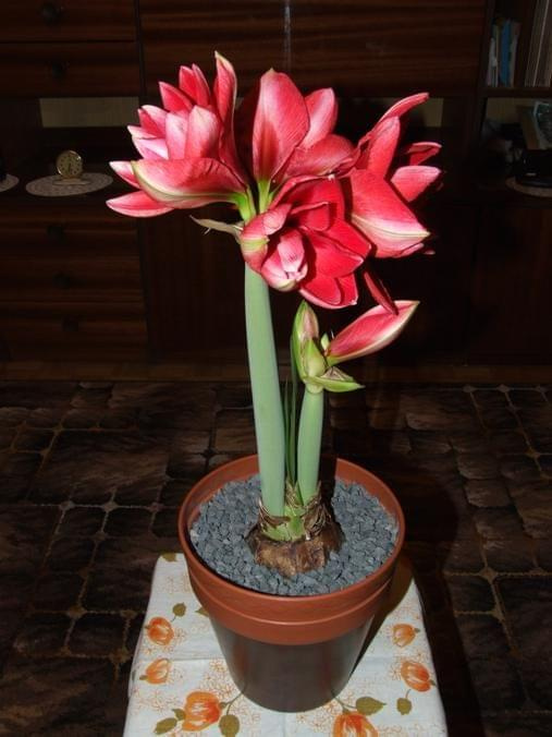 odmiana 'Double Dragon' - 26 stycznia 2009 #amarylis #DoubleDragon #Hippeastrum #hydroponika